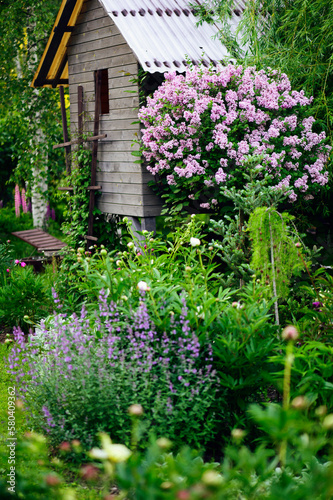 Cottage english garden in spring. Blooming syringa meyeri Palibin with rustic wooden house on background. Country living.