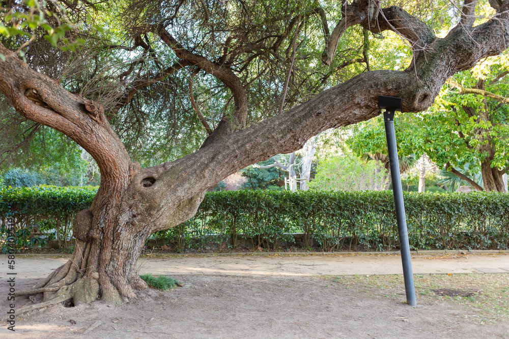 The tree in the park is supported by a metal support. Caring for nature ...