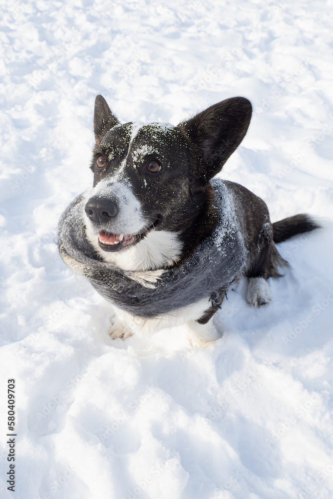 Dog. Welsh Corgi Pembroke. A thoroughbred dog in a scarf is sitting in the snow. Animal themes Dog. Welsh Corgi Pembroke. A thoroughbred dog in a scarf is sitting in the snow. Animal themes
