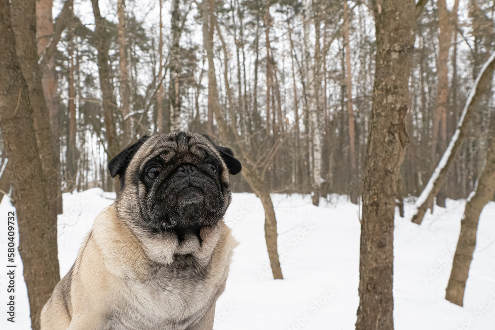 Dog. Pug. Thoroughbred dog in winter. Animal themes. Pets