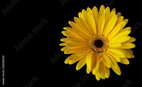 yellow gerbera flower isolate on black background