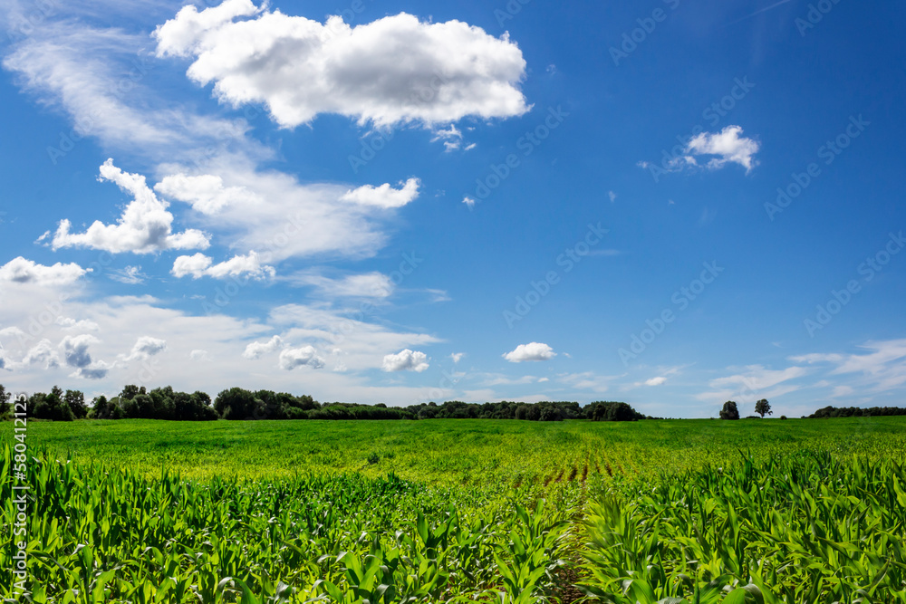 Beautiful summer nature rural scenery. Green field with early young corn stalks. Bright afternoon blue sky with clouds. Countryside envinronment on a sunny day. Natural landscape background wallpaper.