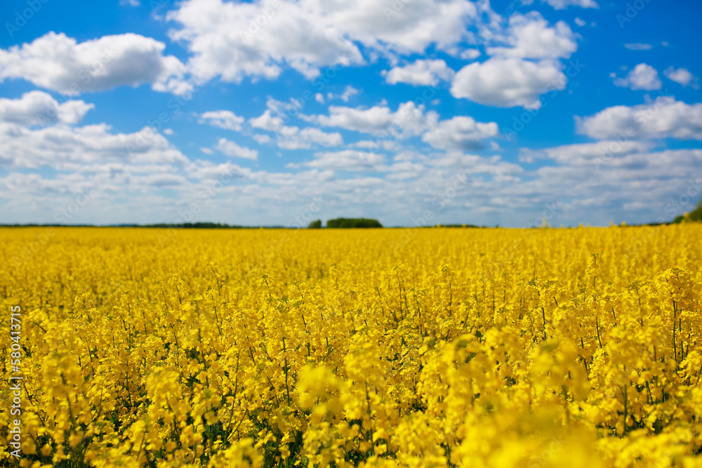 Wide angle photo of yellow rape seed plant field. Yellow abstract plants in fresh air field