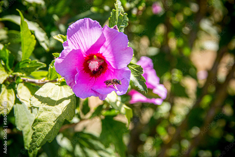 Fototapeta premium bee on a flower
