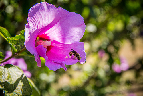 honeybee on a flower in the garden