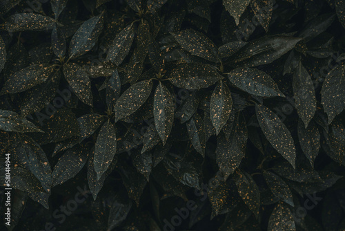 Dark leaves and shadows bush tree plants background texture pattern, white speckles leaf tree flower wallpaper close up macro