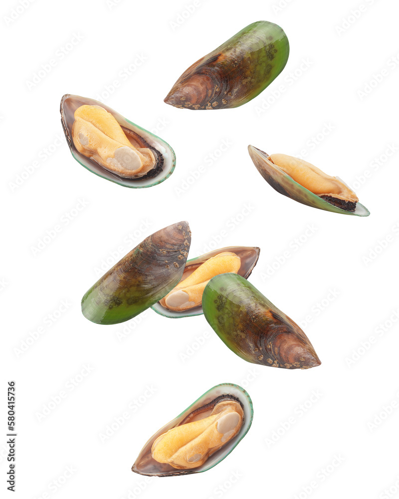 Falling Mussel, green shell, isolated on white background, full depth of field