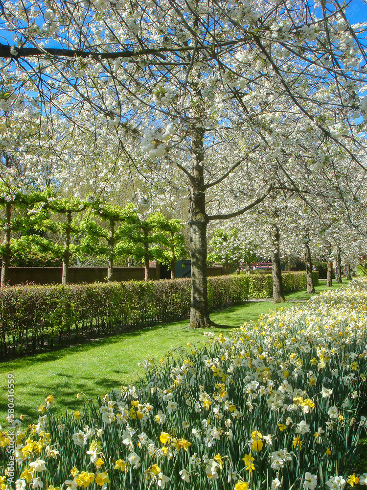 Obraz premium Beautiful view of the park on the spring day. Close-up. Keukenhof. Netherlands.