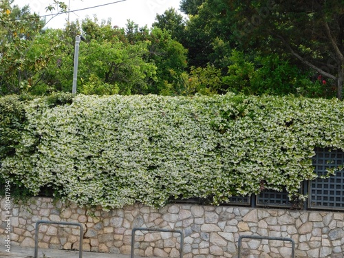 Blossoming star jasmine, or Rhynchospermum jasminoides, hedge photo