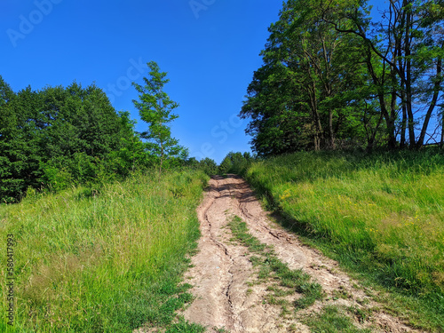dirt road up between green trees in summer