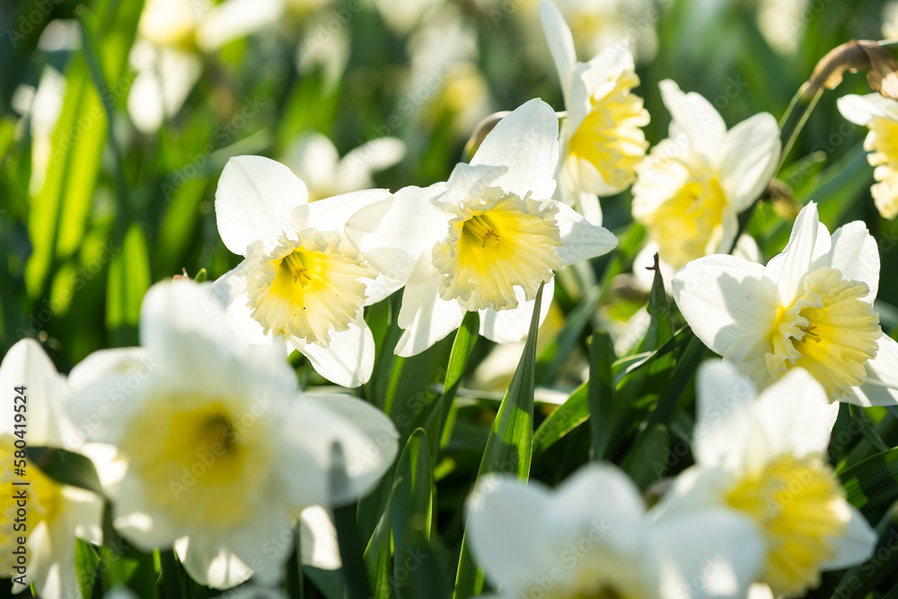 Spring flowers. Close up of daffodil flowers blooming in a garden Spring flowers. Close up of daffodil flowers blooming in a garden