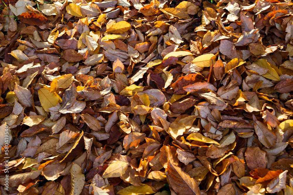 The fallen golden leaves in park or woods. Autumn background.