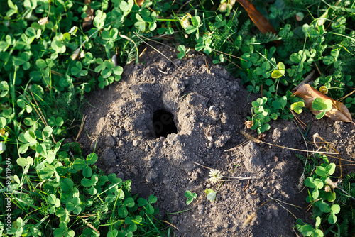 A close up of real wormhole in the park. A hole dug by a mole in the ground
