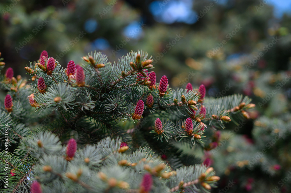Spruce blossom. Small bright pink color young coniferous flowers or cones growing on fir-tree brushes Spruce blossom. Small bright pink color young coniferous flowers or cones growing on fir-tree brushes