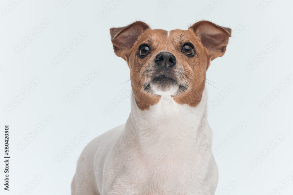 Jack Russell Terrier dog looking up at something