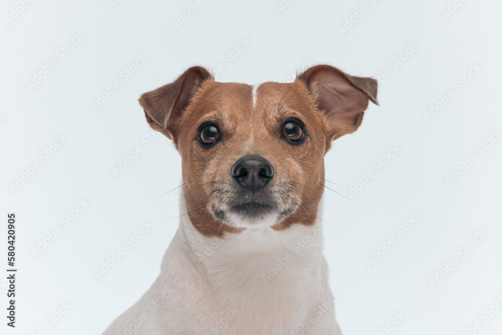 Jack Russell Terrier dog with beautiful brown eyes