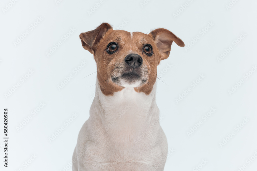 Jack Russell Terrier dog looking away and thinking