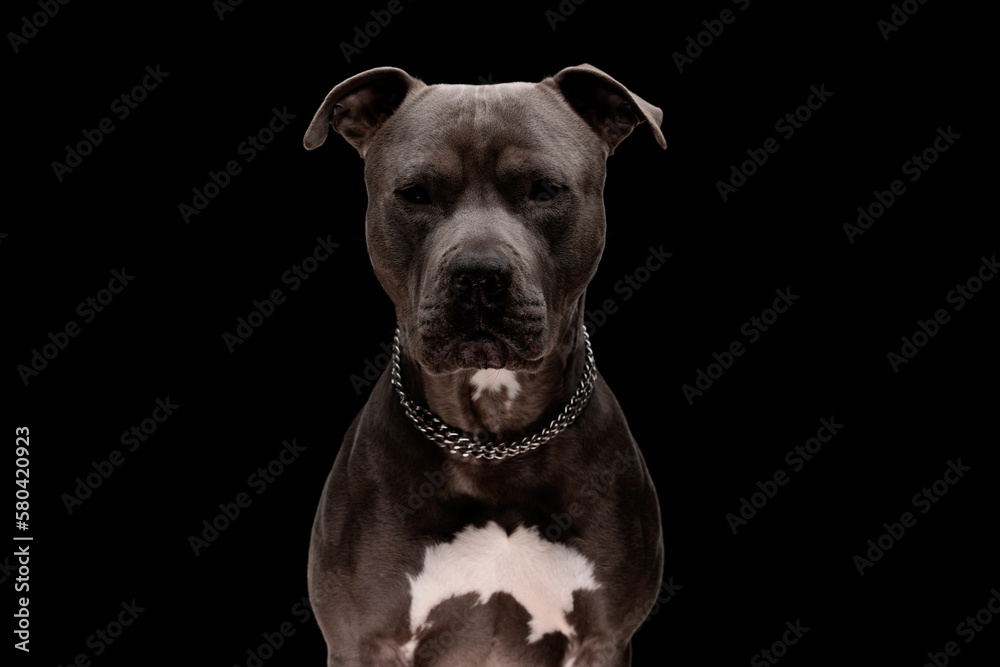 beautiful amstaff doggy wearing silver collar, sitting and looking forward