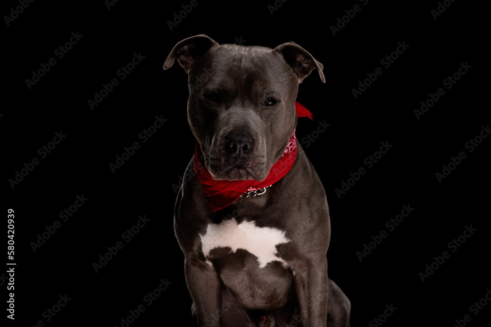 cute amstaff puppy with red bandana sitting and looking forward