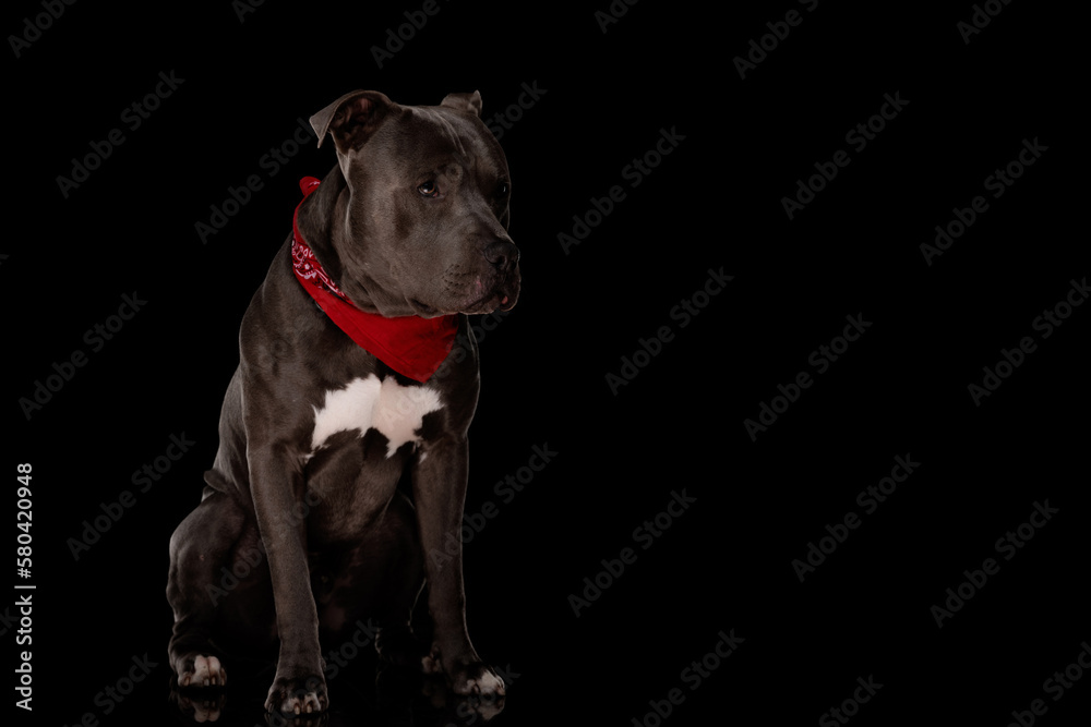 adorable amstaff dog with red bandana looking away while sitting
