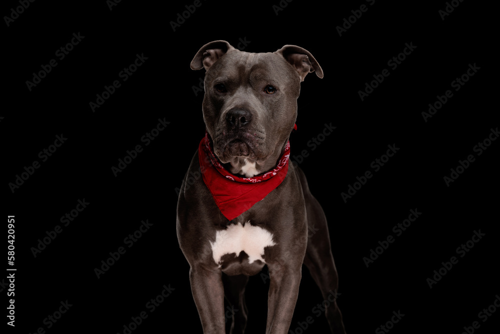 curious amstaff dog with red bandana looking away and standing