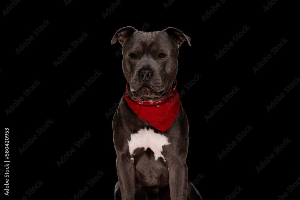adorable amstaff dog with red bandana looking forward and sitting