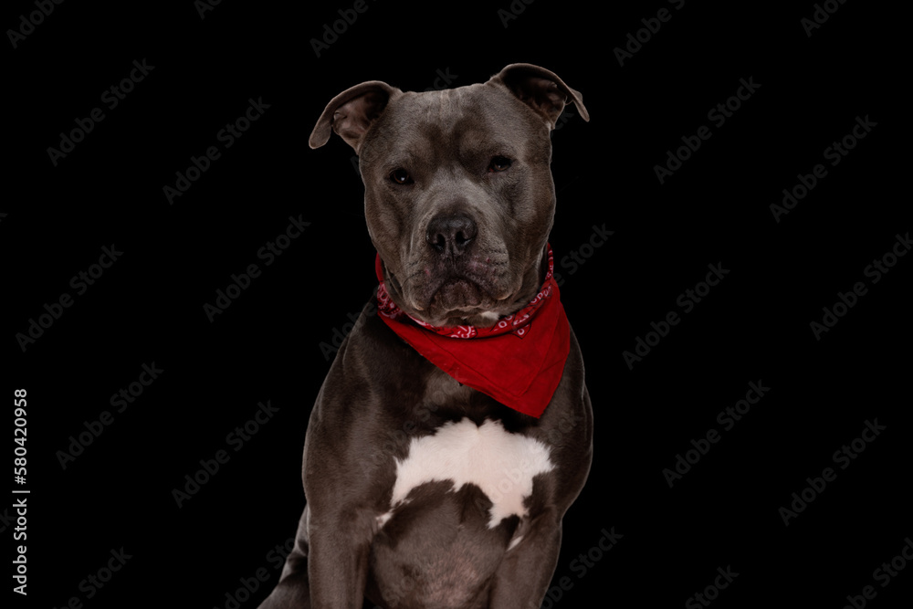 sweet amstaff puppy wearing red bandana and looking away