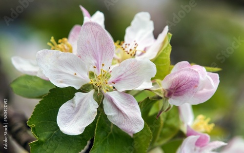 flower of apple tree in latin Malus Domestica