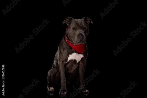 cute amstaff dog wearing red bandana and looking up
