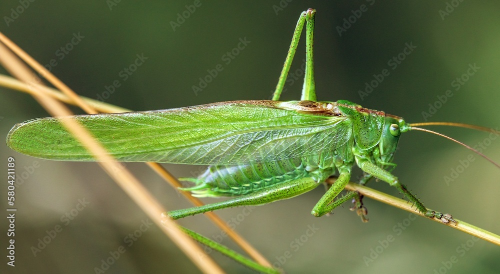 Grasshopper great green Tettigonia viridissima Grasshopper great green Tettigonia viridissima