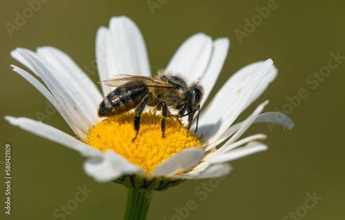 bee honeybee Apis Mellifera flower common daisy