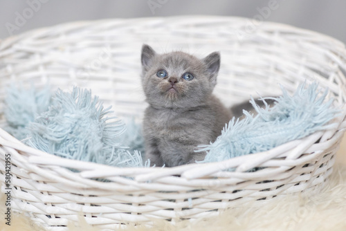 Kot brytyjski niebieskowłosy, koty brytyjskie niebieskowłose, malutkie kotki brytyjskie na tapetę,  photo