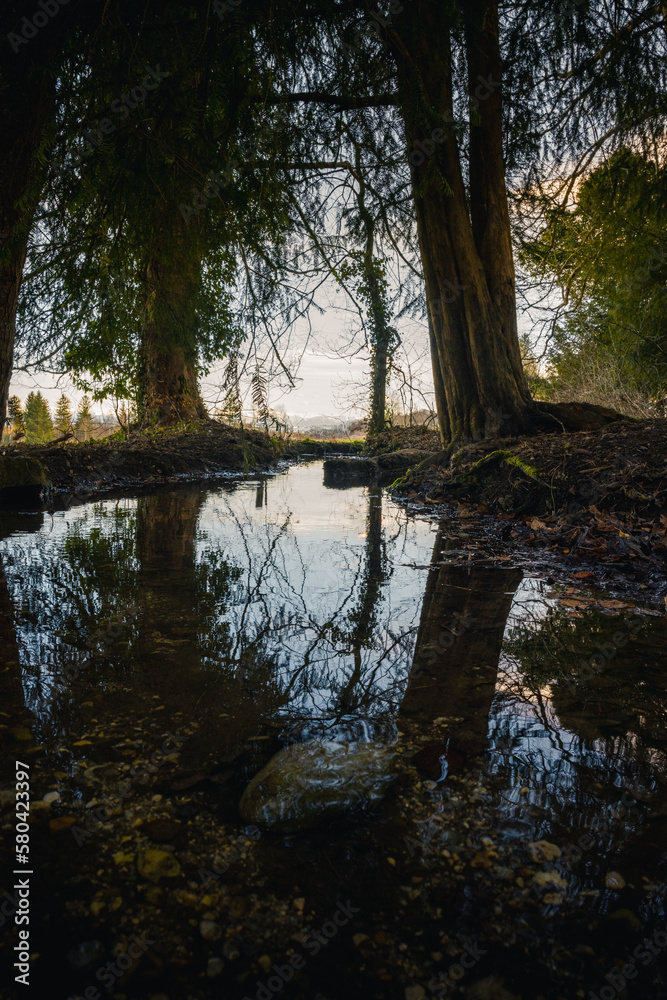 Wald, Bach, Pfütze, Regen, Bäume, Spiegelung, Landschaft Wald, Bach, Pfütze, Regen, Bäume, Spiegelung, Landschaft