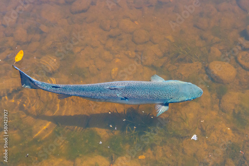 Atlantic salmon swimming