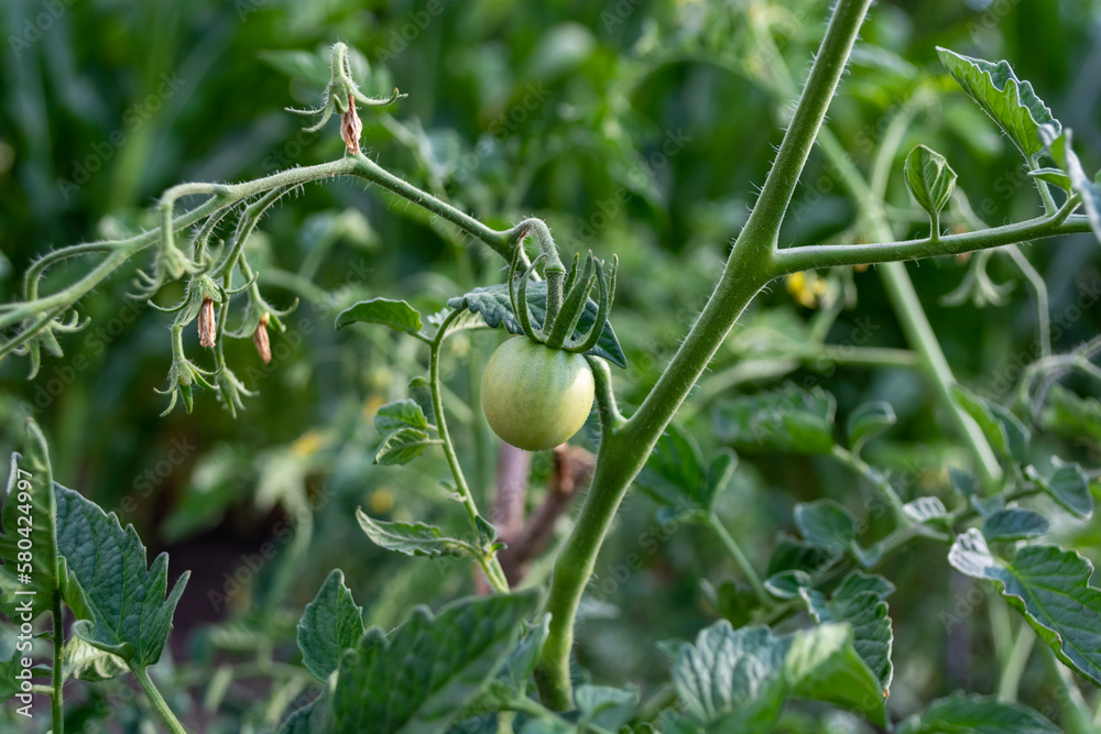 Fototapeta premium Green unripe tomatoes growing on the bush in the garden.