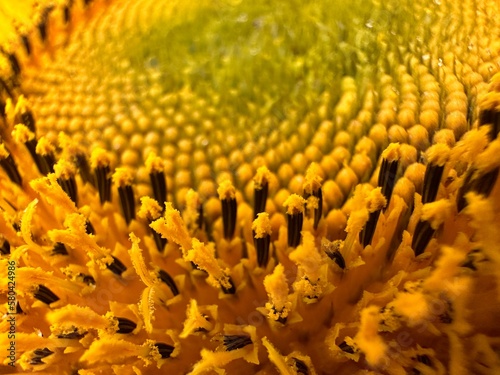 sunflower close up © Devin