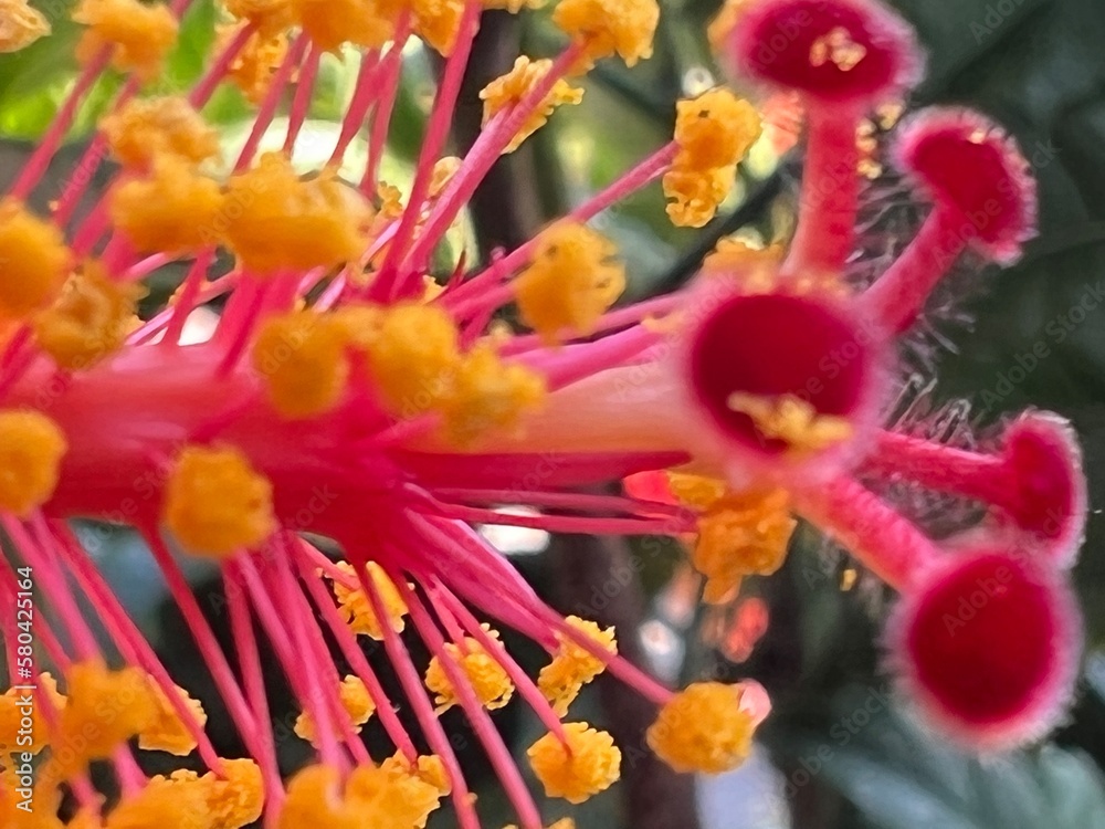red and yellow flower red and yellow flower