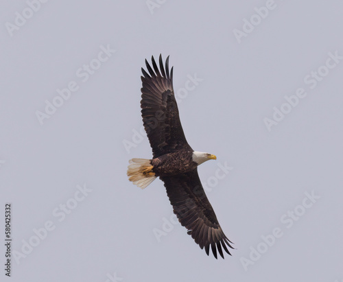 American Bald Eagle in Flight 2