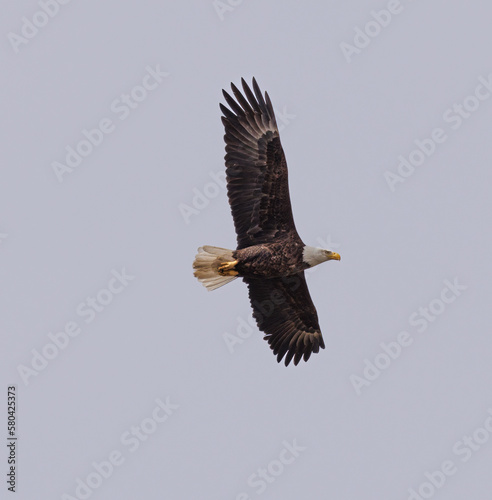 American Bald Eagle in Flight