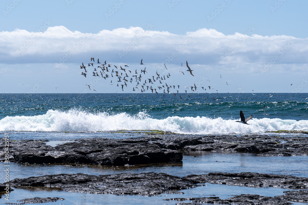 Birds fly over the sea