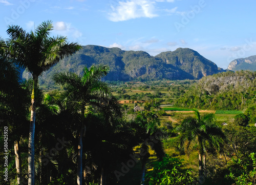 Lush vegetation with green forests and palm trees, unique mogotes mountains in the fertile Vinales Valley, a Unesco Heritage in Cuba photo