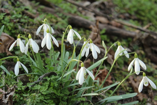 snowdrop flowers in the forest
