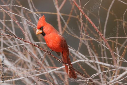 Male Red Cardinal in Tree