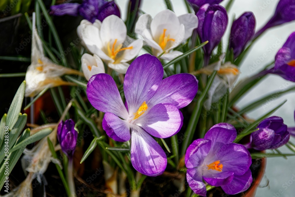 crocuses in the garden crocuses in the garden