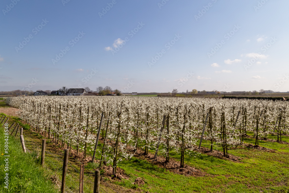 Flowering fruit trees in the Betuwe near the village of Buurmalsen in Gelderland.