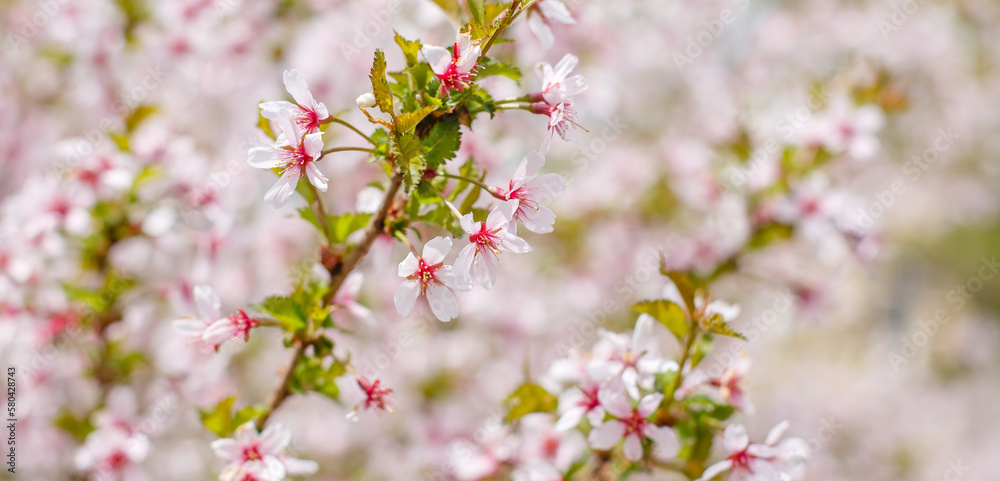 Spring background with blooming Japanese cherry blossoms Spring background with blooming Japanese cherry blossoms