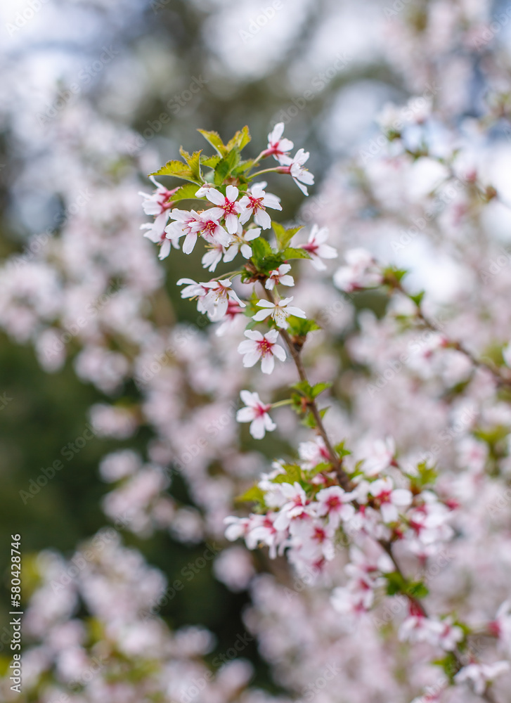 Fototapeta premium Spring background with blooming Japanese cherry blossoms