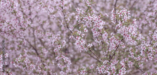 Spring background with blooming Japanese cherry blossoms. Natural wallpaper. Floral background.