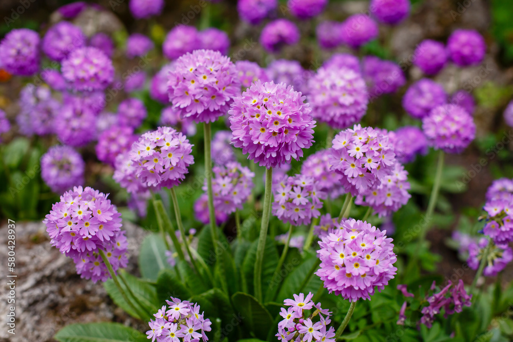 Primula denticulata (Drumstick Primula) in spring garden Primula denticulata (Drumstick Primula) in spring garden