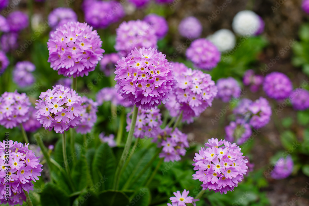 Primula denticulata (Drumstick Primula) in spring garden Primula denticulata (Drumstick Primula) in spring garden